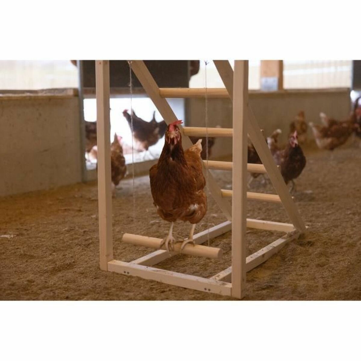 Escalier Kerbl Chicken-3