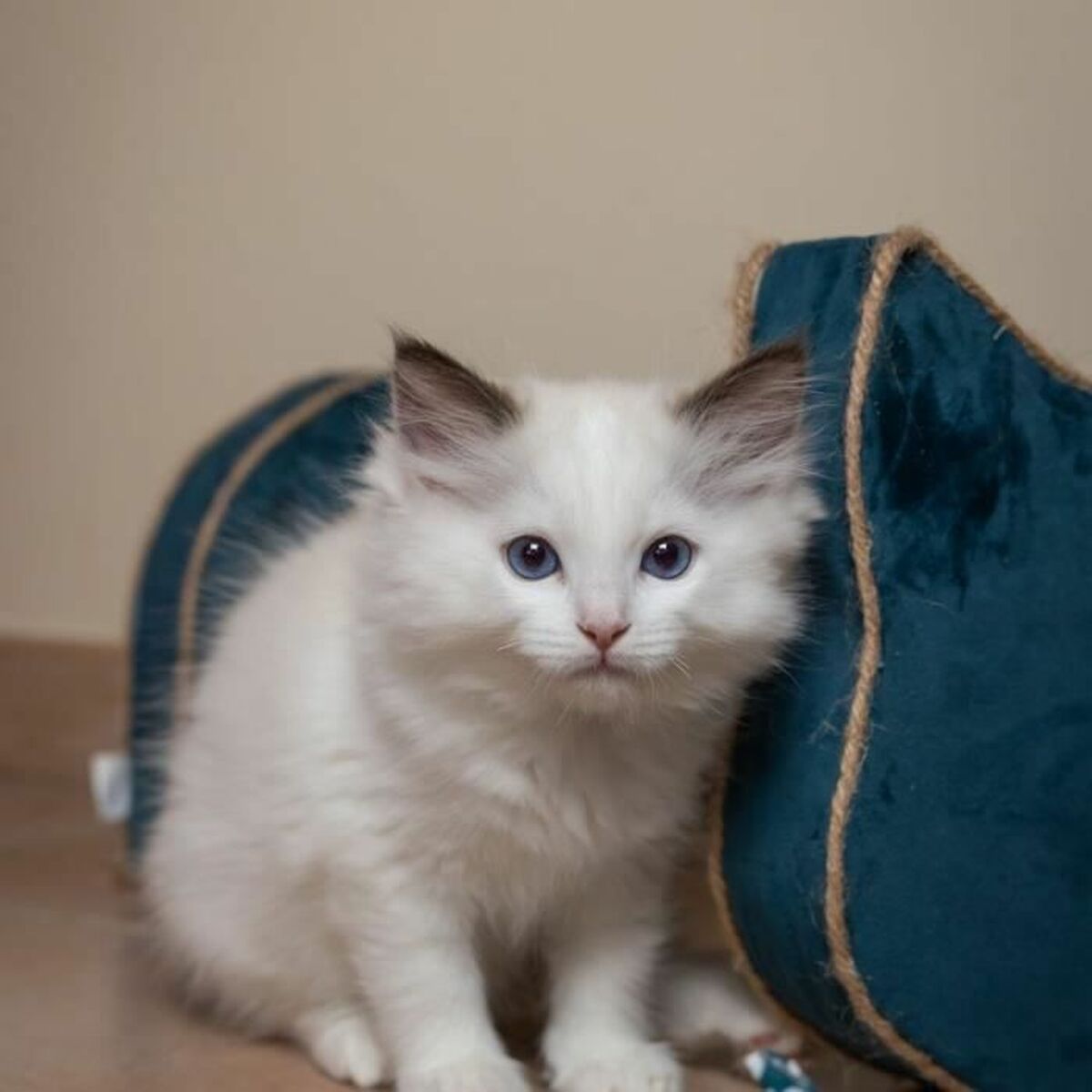 Krabpaal voor katten Tirol Blauw Karton 44 x 22 x 21 cm-1