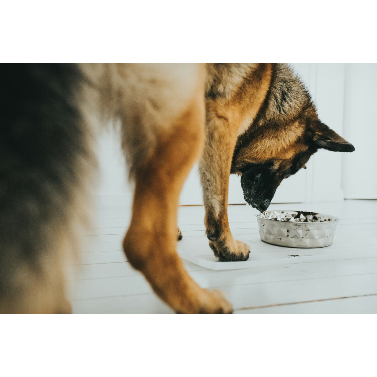 Hondenvoerbak Hunter Siliconen Roestvrij staal 1,05 L-4