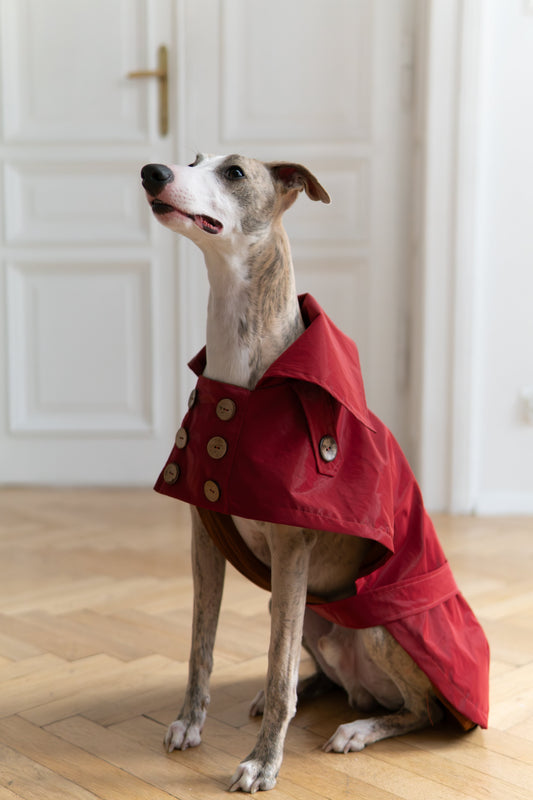 Trench-coat déperlant pour chien - Rouge bordeaux