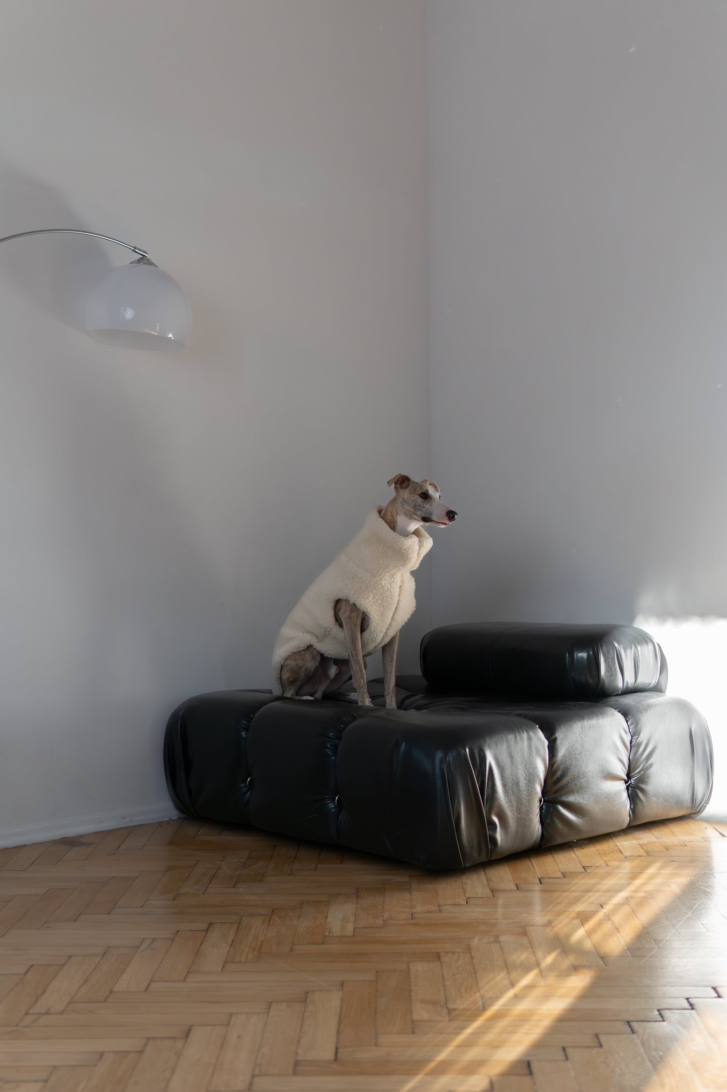 Gilet pour chien en laine - Blanc-3