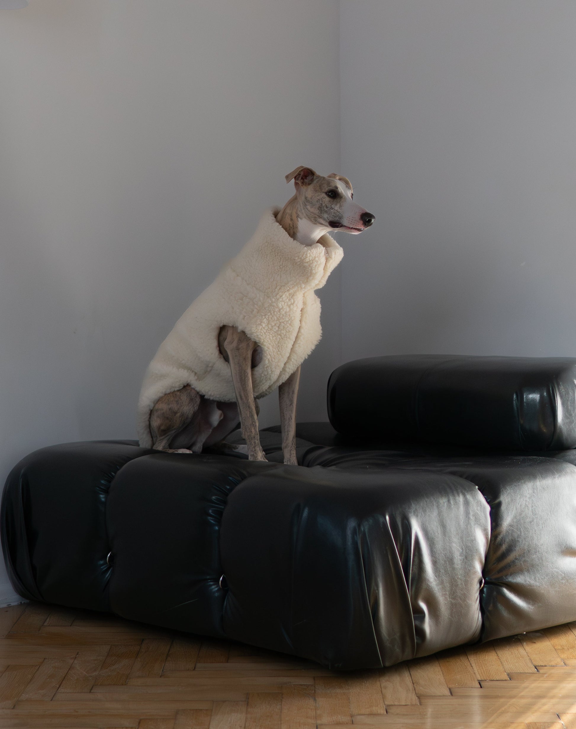 Gilet pour chien en laine - Blanc-1