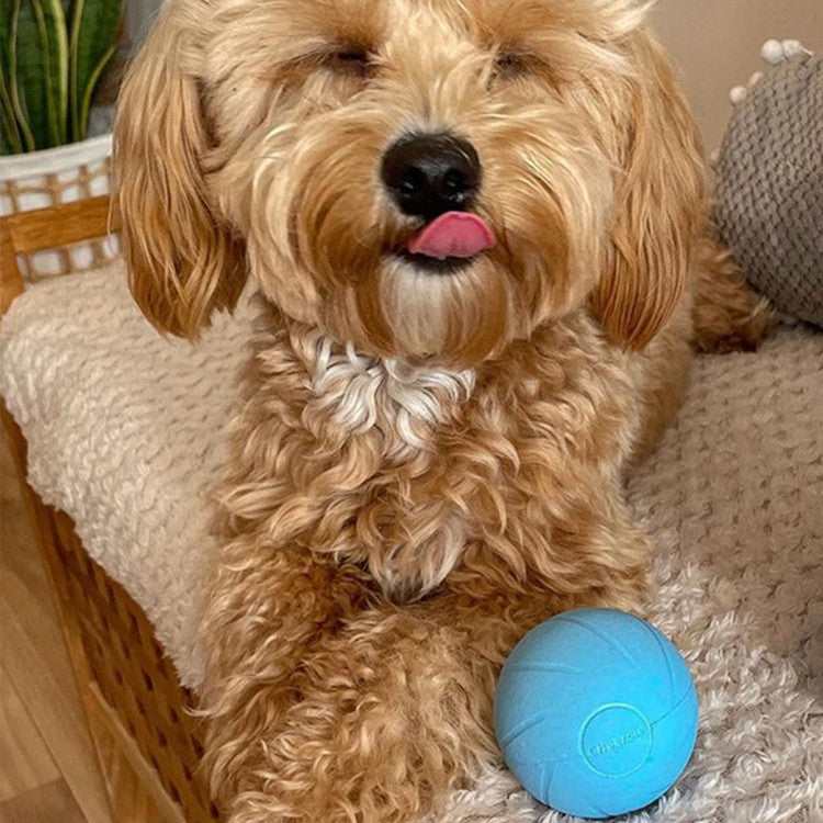 Jouet interactif pour chat pour le jeu actif et la stimulation mentale-1