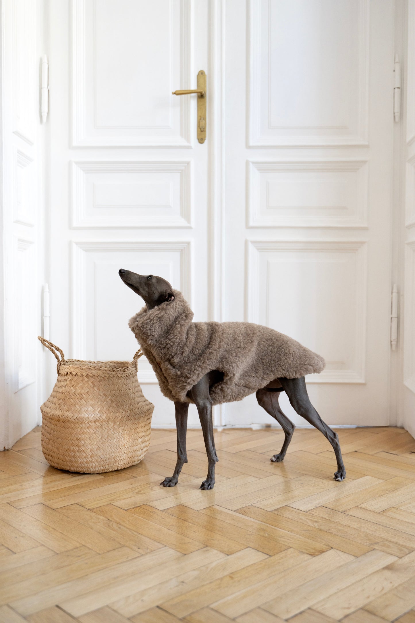 Gilet pour chien en laine - Beige