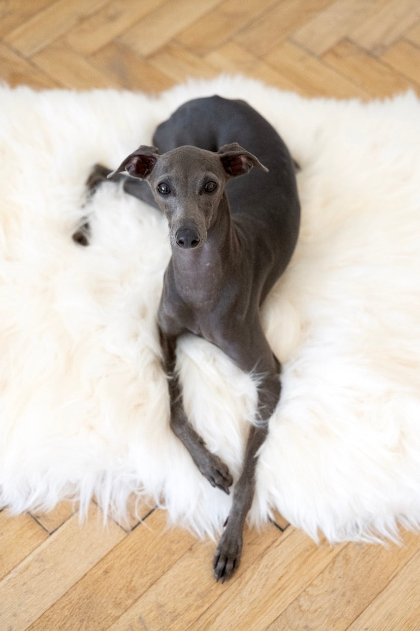 Tapis carré ou rectangulaire en peau de mouton naturelle pour animaux de compagnie - Blanc-0