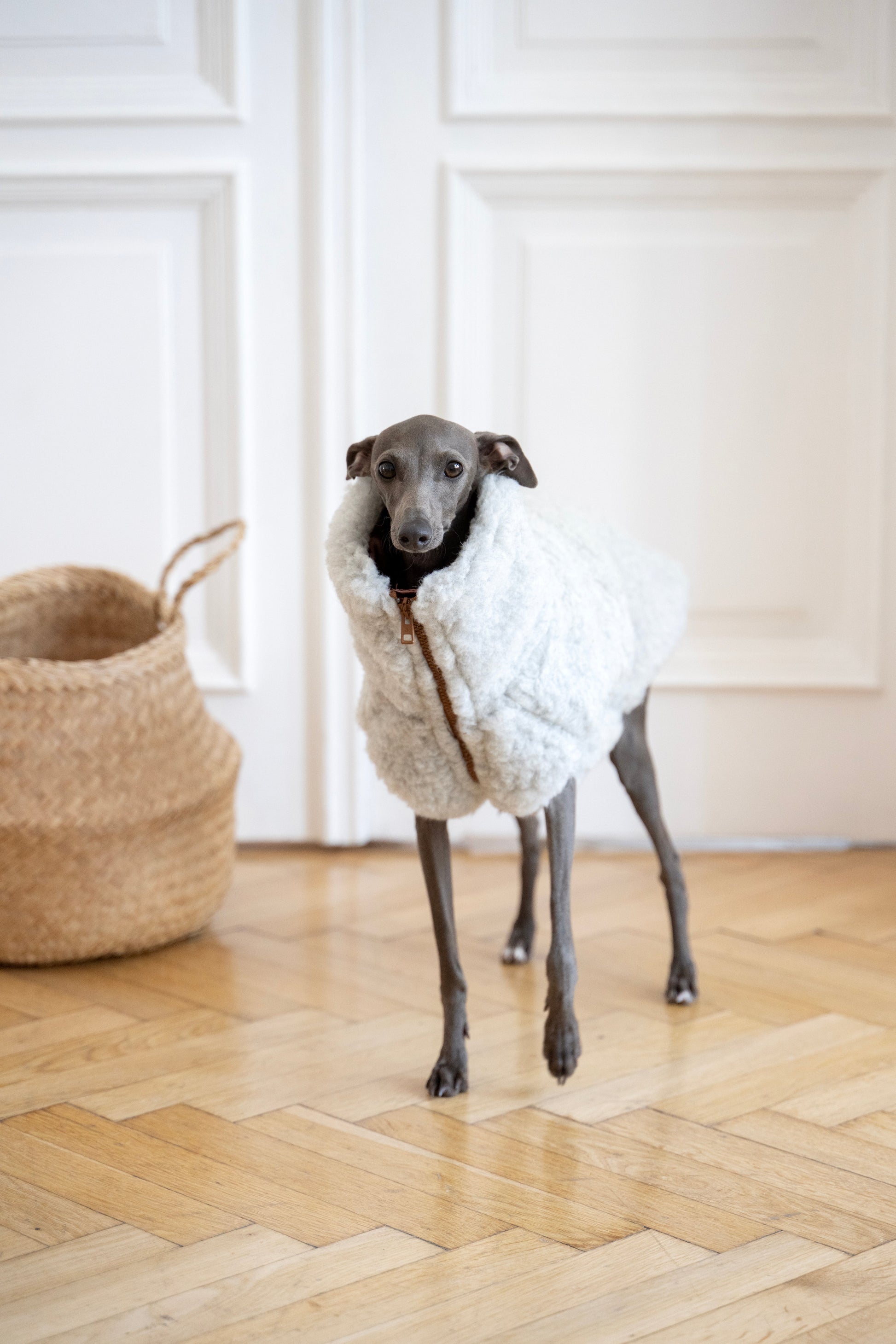 Gilet pour chien en laine - Gris clair-1