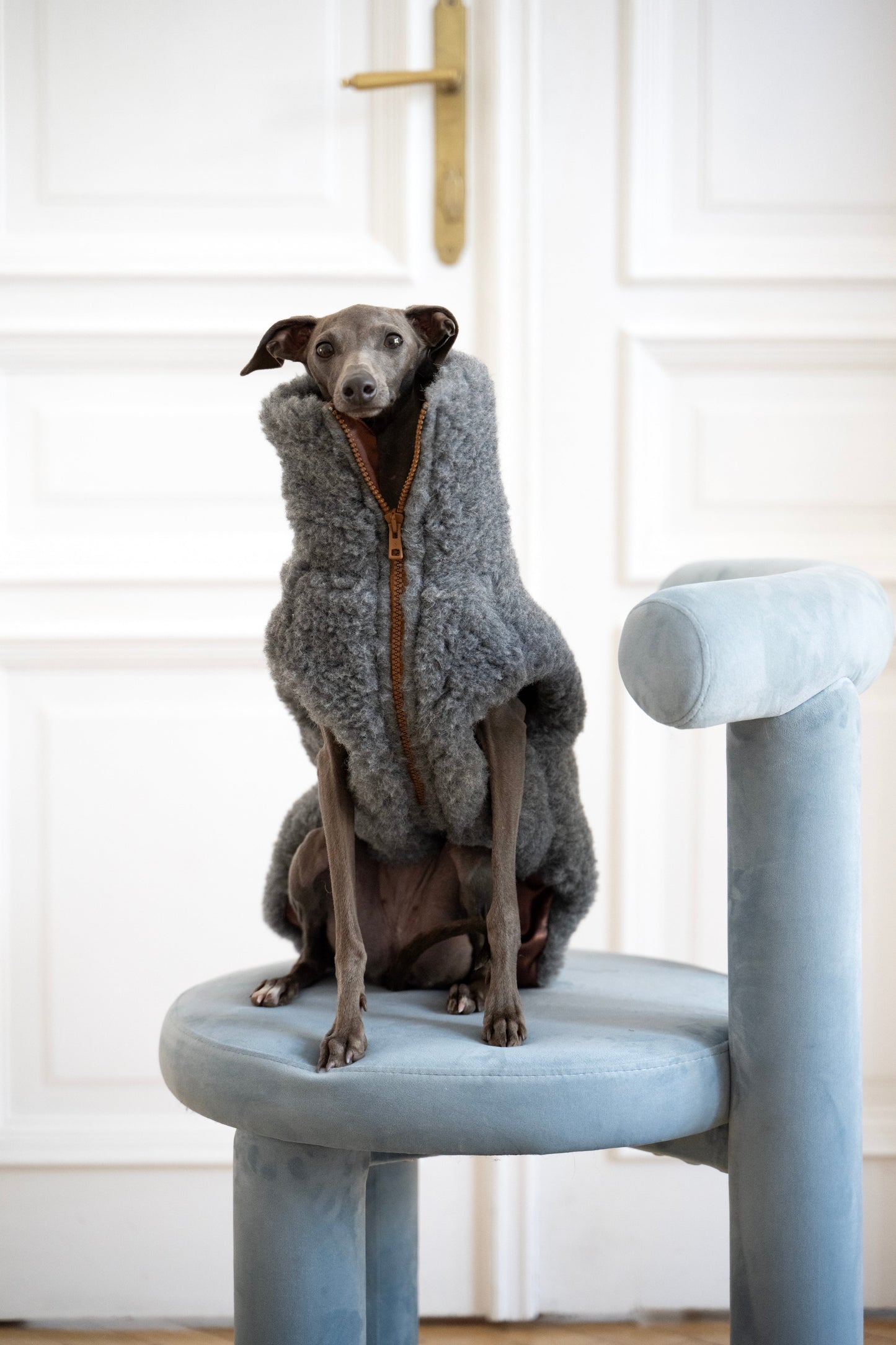 Gilet pour chien en laine - Gris foncé-1