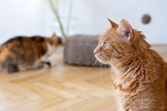 Lit rond pour animaux de compagnie en laine naturelle - Beige