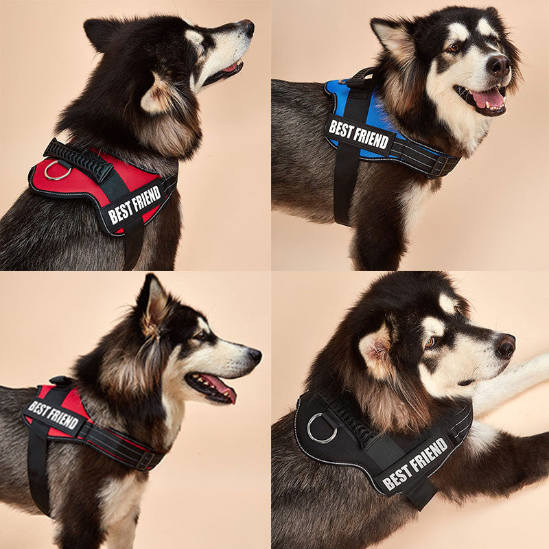 Harnais pour chien ID Tag Custom Harness-4