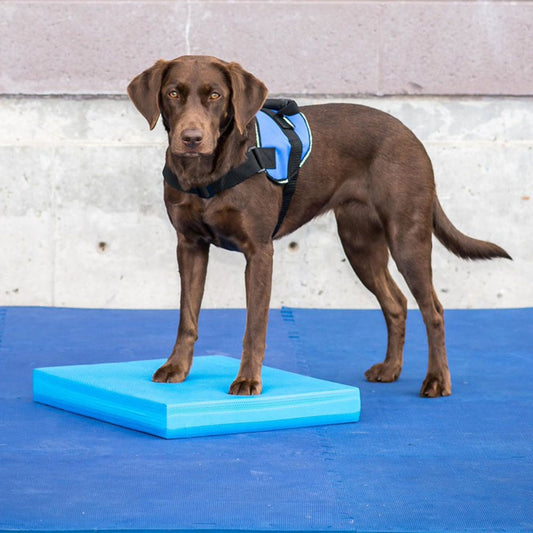 Échelle d’équilibre spécifique aux animaux de compagnie Soft Tread-1